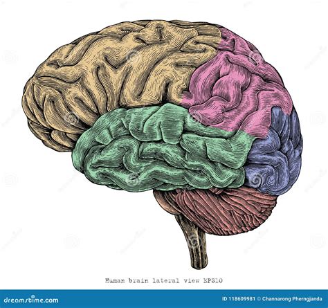 Human Brain Lateral View Hand Drawing Vintage Engraving Illustration ...