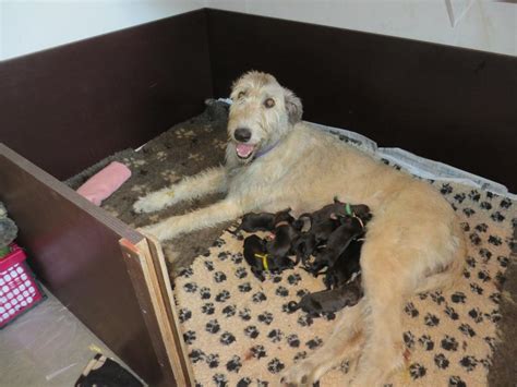 Irish Wolfhound Welpen von BiGi Wolf in Samswegen | Tiere | Kleinanzeigen