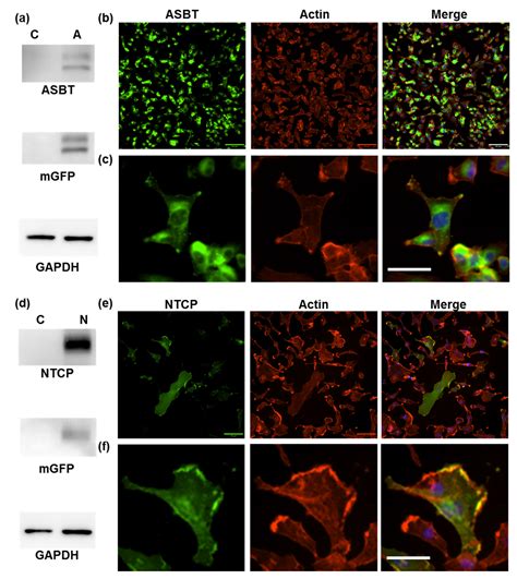 Apical Sodium-Dependent Bile Acid Cotransporter, A Novel Transporter of ...