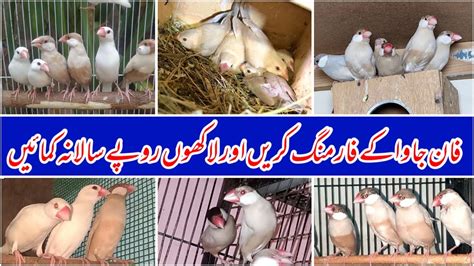 Image result for Fawn Java Sparrow