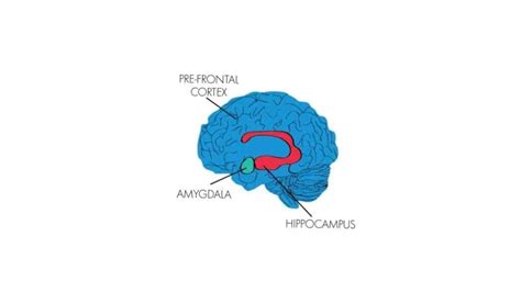 Image result for Prefrontal Cortex Basic Diagram
