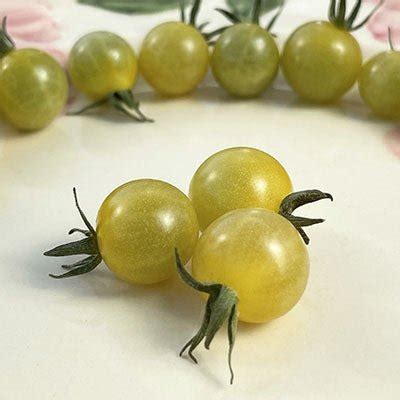 Coyote Tomato Solanum lycopersicum vegetable seeds for planting in ...