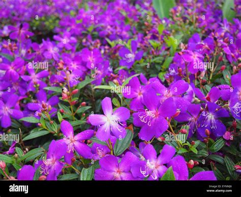 A Series of Violet Color Flower Blossom in Spring Stock Photo - Alamy