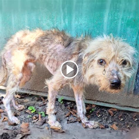 Frightened Dog Flees, Enduring Hunger and Illness Due to Rejection by ...