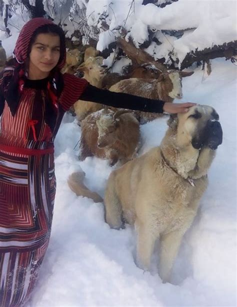 羊媽媽在大雪中「生下小羊」，11歲牧羊女孩跟狗狗合力「感人拯救」羊母女！