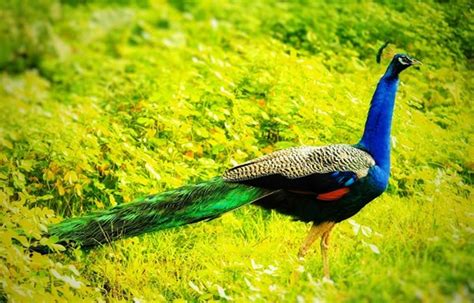 Bandipur National Park, Bandipur, KA