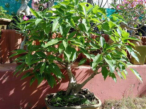 Buy Bonsai Peepal Tree Variety 10 Year Old Online India and Hyderabad ...