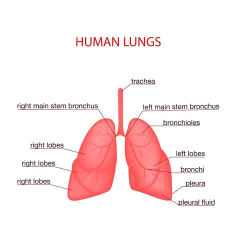 Premium Vector | Respiratory system realistic vector illustrationinternal organs of the human ...