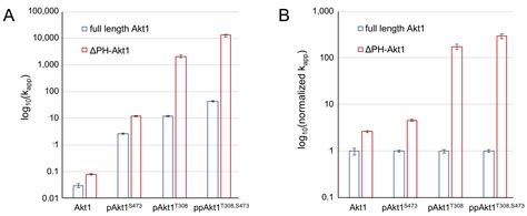 Phosphorylation-Dependent Inhibition of Akt1