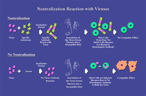 Neutralization Test 的图像结果