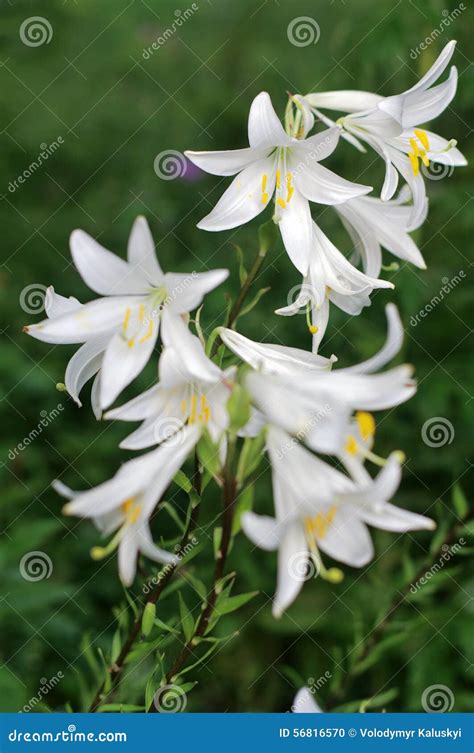 White Flowers of Madonna Lily (Lilium Candidum) Stock Photo - Image of ...