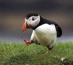 Puffins flock to Maine islands - The Columbian