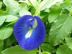 VibeX ® XXL-244 Clitoria ternatea Blue Butterfly Pea Seed Price in ...