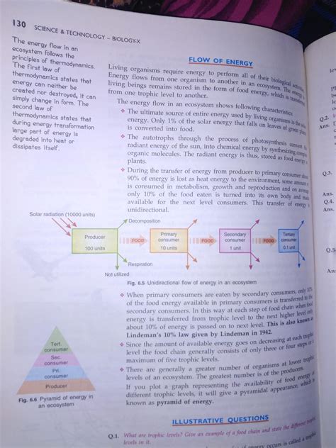 describe with a diagram how energy flows through different trophic ...