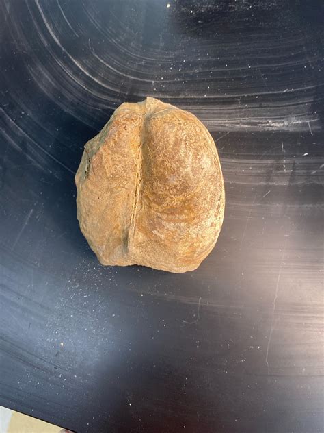 Fossilized clam with what I believe is calcite : r/FossilPorn