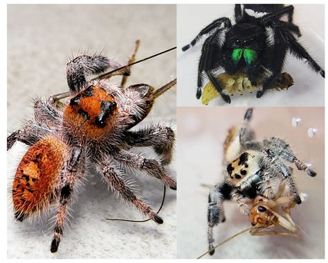 Regal Jumping Spider Male Female Pair (Phidippus regius) - Available Jumping Spiders - Jumping ...
