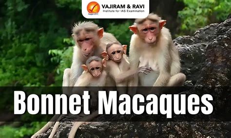 Bonnet Macaques, Scientific Name, IUCN, Habitat, Diet