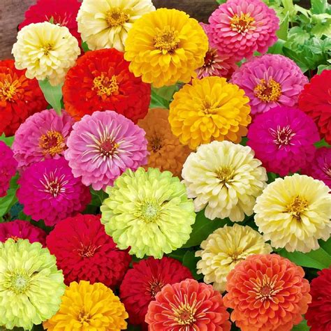 Bulk Zinnia Flower Seeds at Lisa Black blog