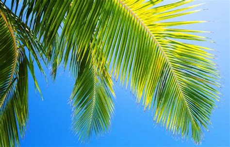 Wallpaper the sky, nature, Palma, blue for mobile and desktop, section ...