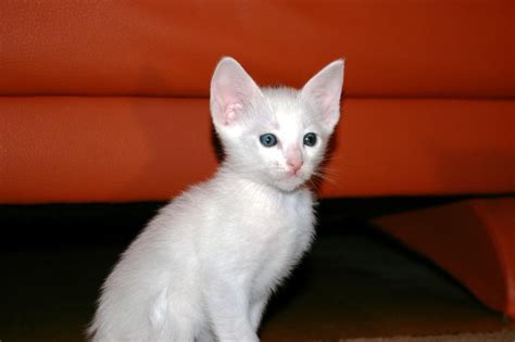 Tiere Kleinanzeigen Euerdorf Anzeigenmarkt Euerdorf