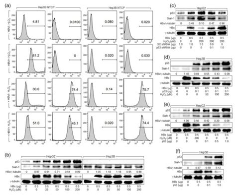 Hydrogen Peroxide Inhibits Hepatitis B Virus Replication by ...