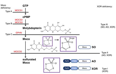 Association of Mutations Identified in Xanthinuria with the Function ...