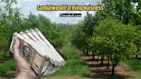 Sandalwood Farming Explained: Grow 50 Trees and Become a Millionaire ...