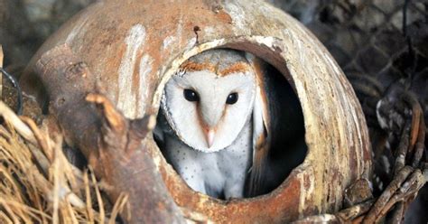 40-Year-Old, Father Of Three Sacrifices Owl In Voodoo Ritual To Attract ...