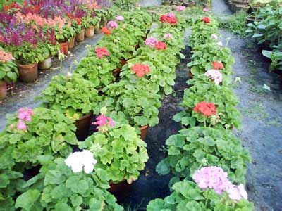 Season Flowers,Winter Season Flowers,Summer Season Flowers Exporters ...