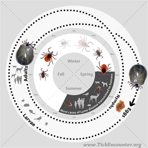 Tick Life Cycle