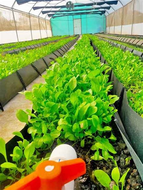 रायगड जिल्ह्यात हायड्रोपोनिक्स व एक्वापोनिक्स शेतीचा यशस्वी प्रयोग ...