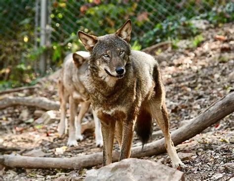 Endangered | Mill Mountain Zoo | Non-Profit Conservation Zoo in Roanoke, VA | Blue Ridge Parkway ...
