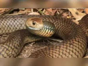 How a snake blacked out nearly 12,000 homes in the US - The Economic Times