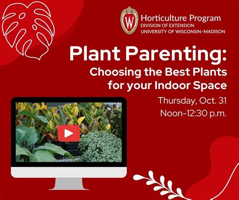 Plant Parenting: Choosing the Best Plants for your Indoor Space, 505 ...