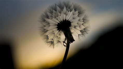 Wallpaper dandelion, fluff, flower, macro, dark hd, picture, image