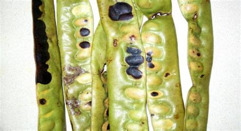 Gladiçya (Honey Locust) (Gleditsia triacanthos) - agaclar.net