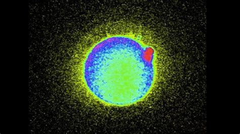 Image result for Conception Light Flash