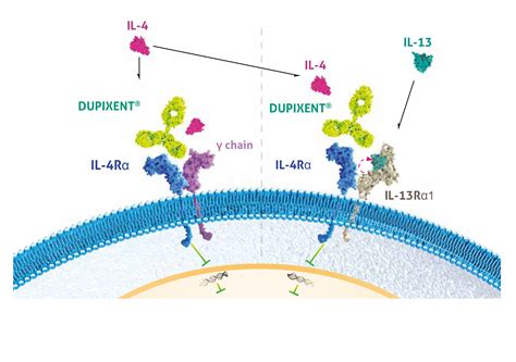 Is Dupixent A Steroid