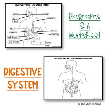 Image result for Digestive System Questions