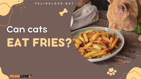 Can Your Cat Have French Fries? Explained!