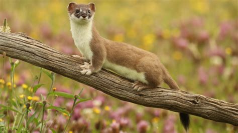 The Mighty Weasel | About | Nature | PBS
