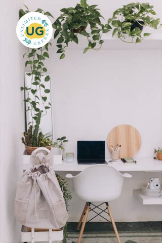 Greenify Your Workspace: Discover the Essential Office Plants ...