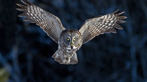 Majestic Owl in Flight - HD Wallpaper