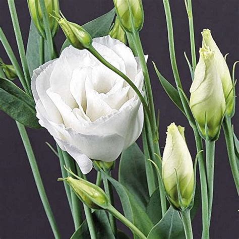ParkSeed Park Seed Lisianthus Flowering Planting Seeds, Easy India | Ubuy