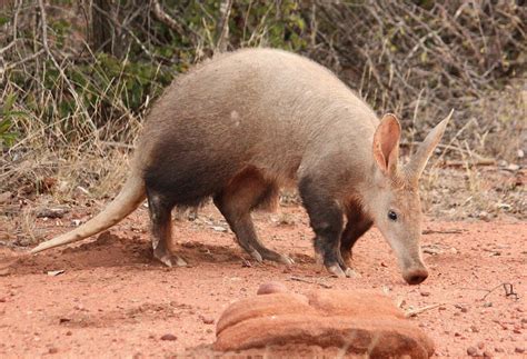 26 Amazing Mammals To See In Africa - With Images - Pets Hyme