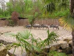 ZooLex Exhibit - Africa Exhibit