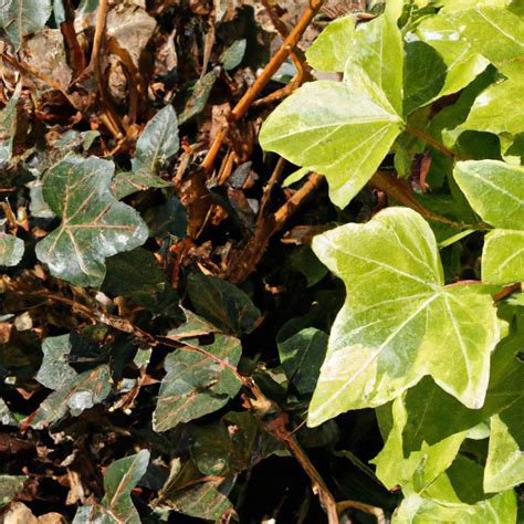 Does Roundup Kill English Ivy : r/indooplants