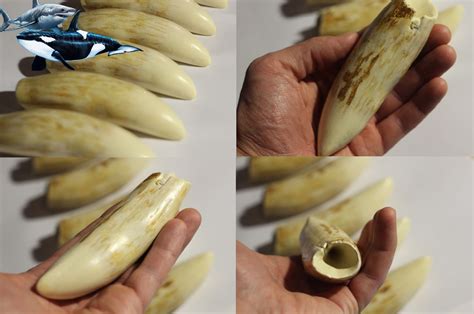 Killer Whale Teeth Size