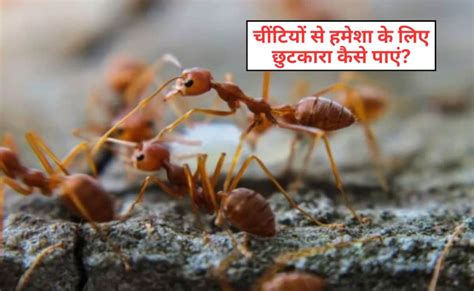 Border 2 फिल्म में मेधा राणा ने बताया 55 साल पुराना दादी नानी का नुस्खा ...