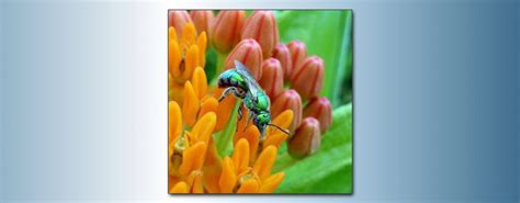 Matthew Shepard: Mason, Carpenter, Blood, and Sweat: Bees You can Meet ...
